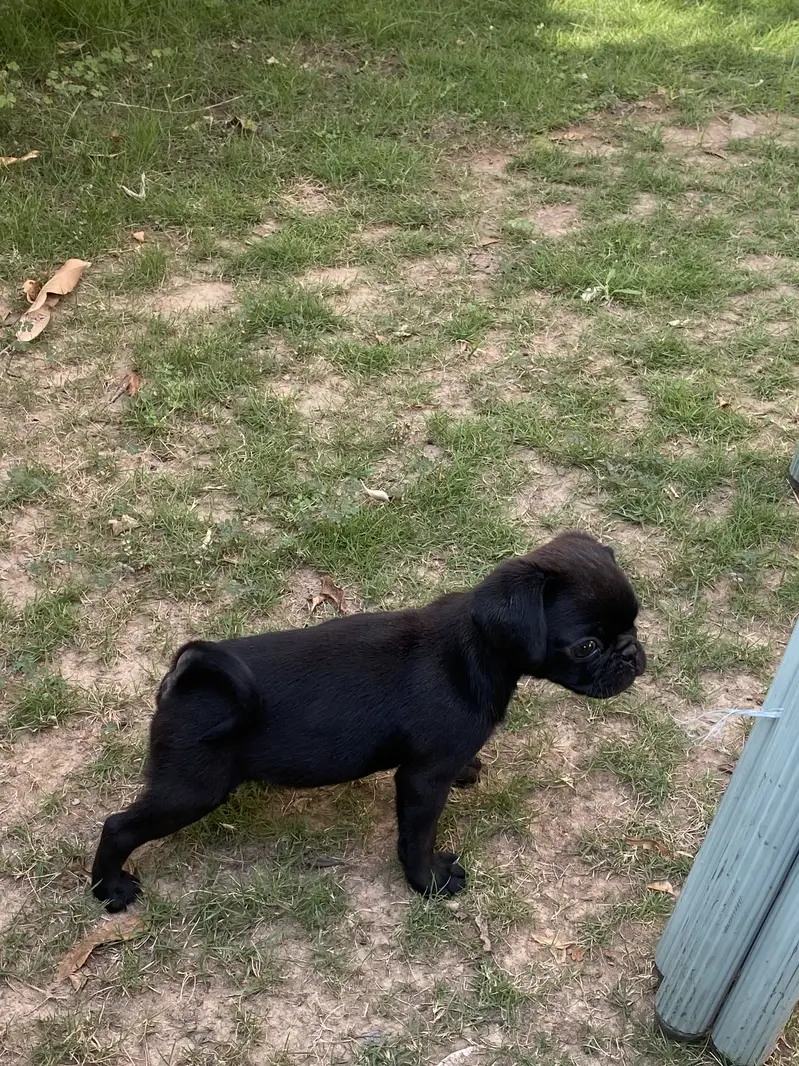 Pure Pug Female Puppy — photo 2