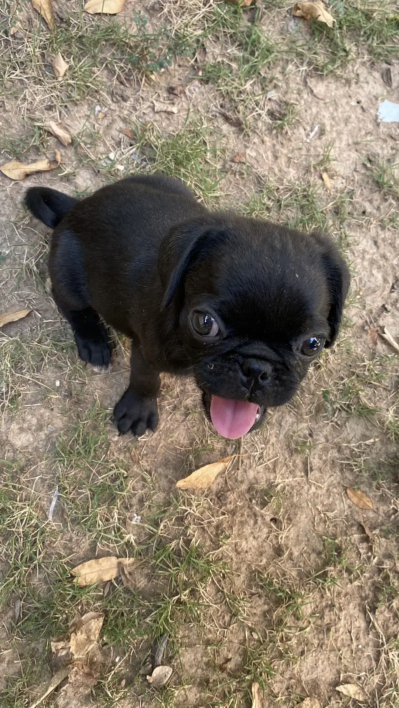 Pure Pug Female Puppy — photo 3