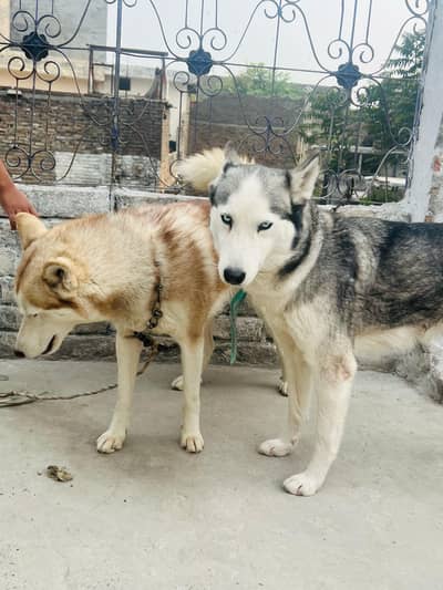female siberian husky