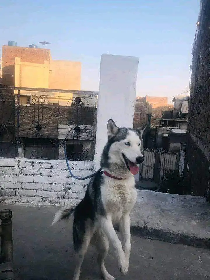 female siberian husky — photo 2