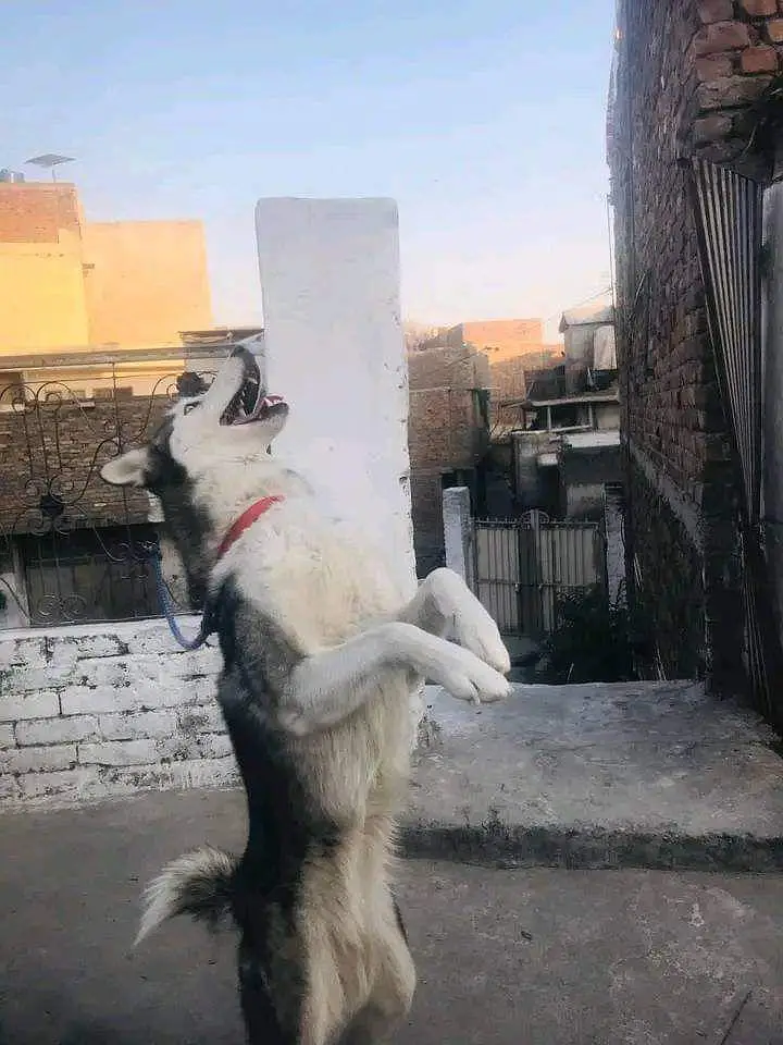 female siberian husky — photo 3