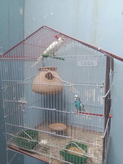1 breading pair for sell