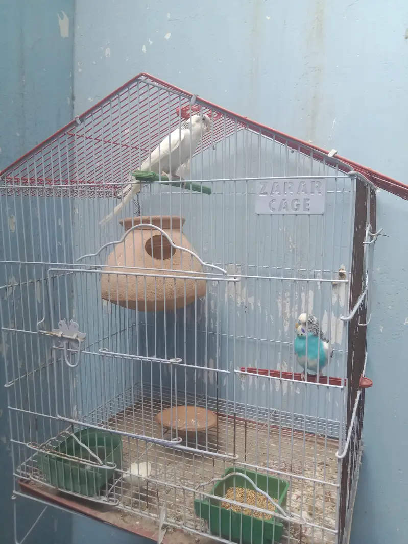 1 breading pair for sell — photo 2