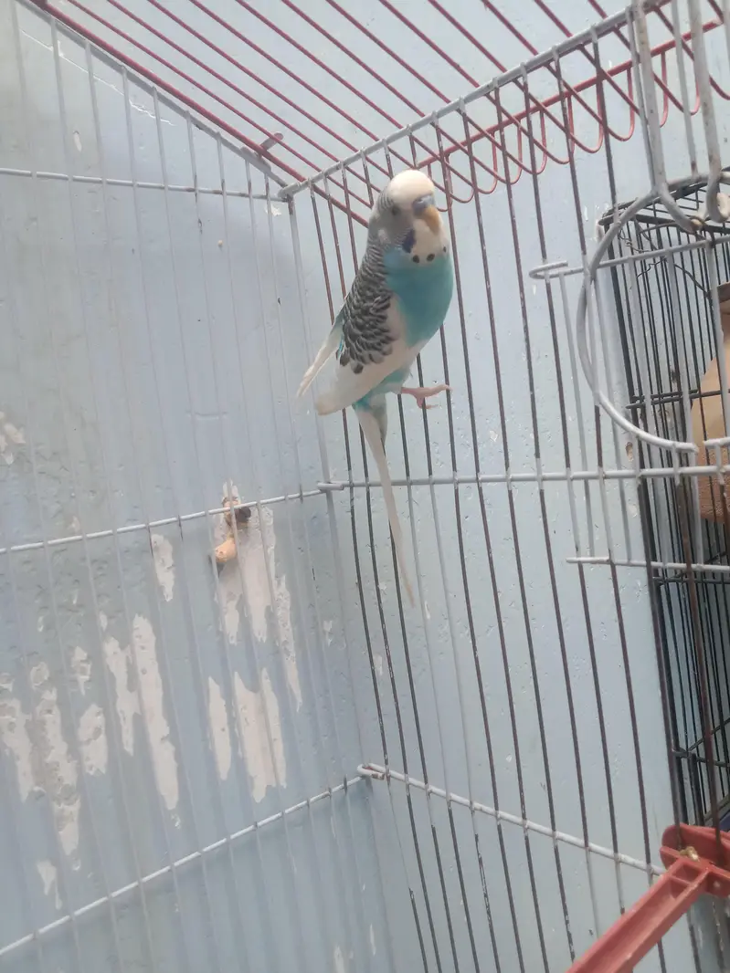 1 breading pair for sell — photo 4