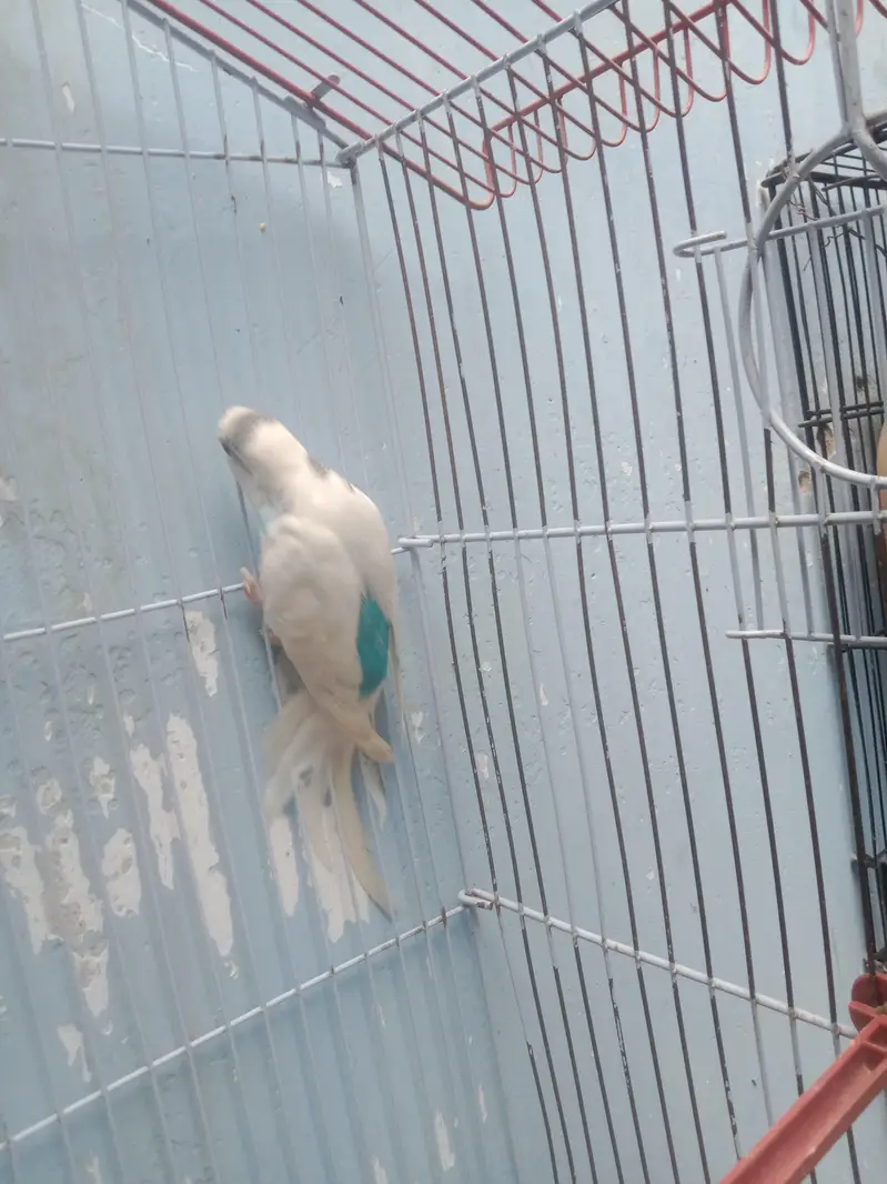 1 breading pair for sell — photo 6