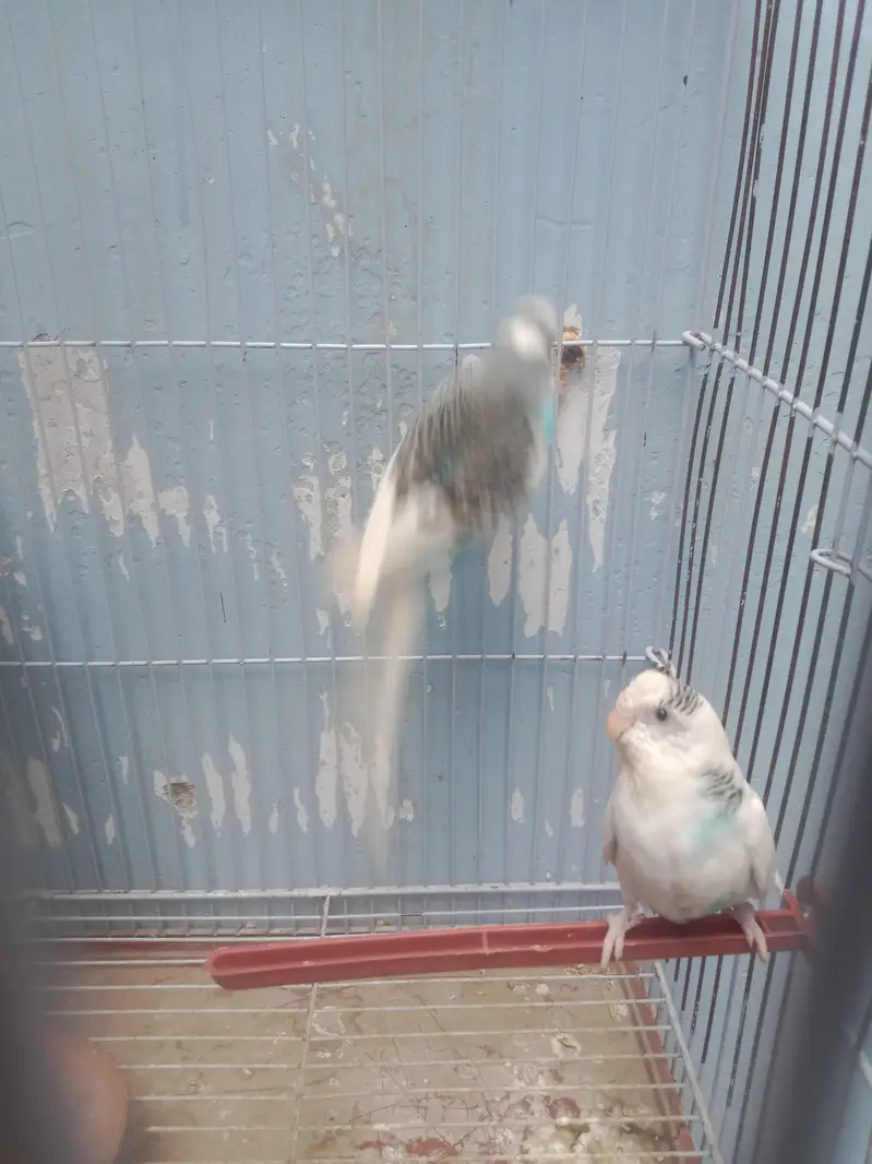 1 breading pair for sell — photo 7
