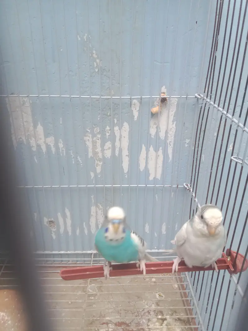 1 breading pair for sell — photo 8