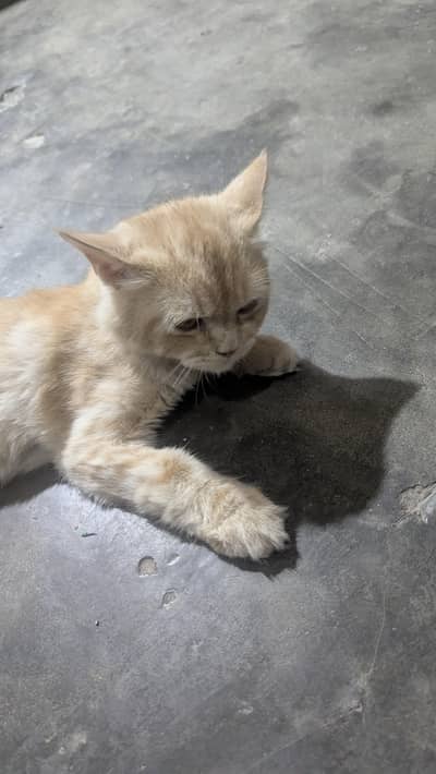 persian male cat