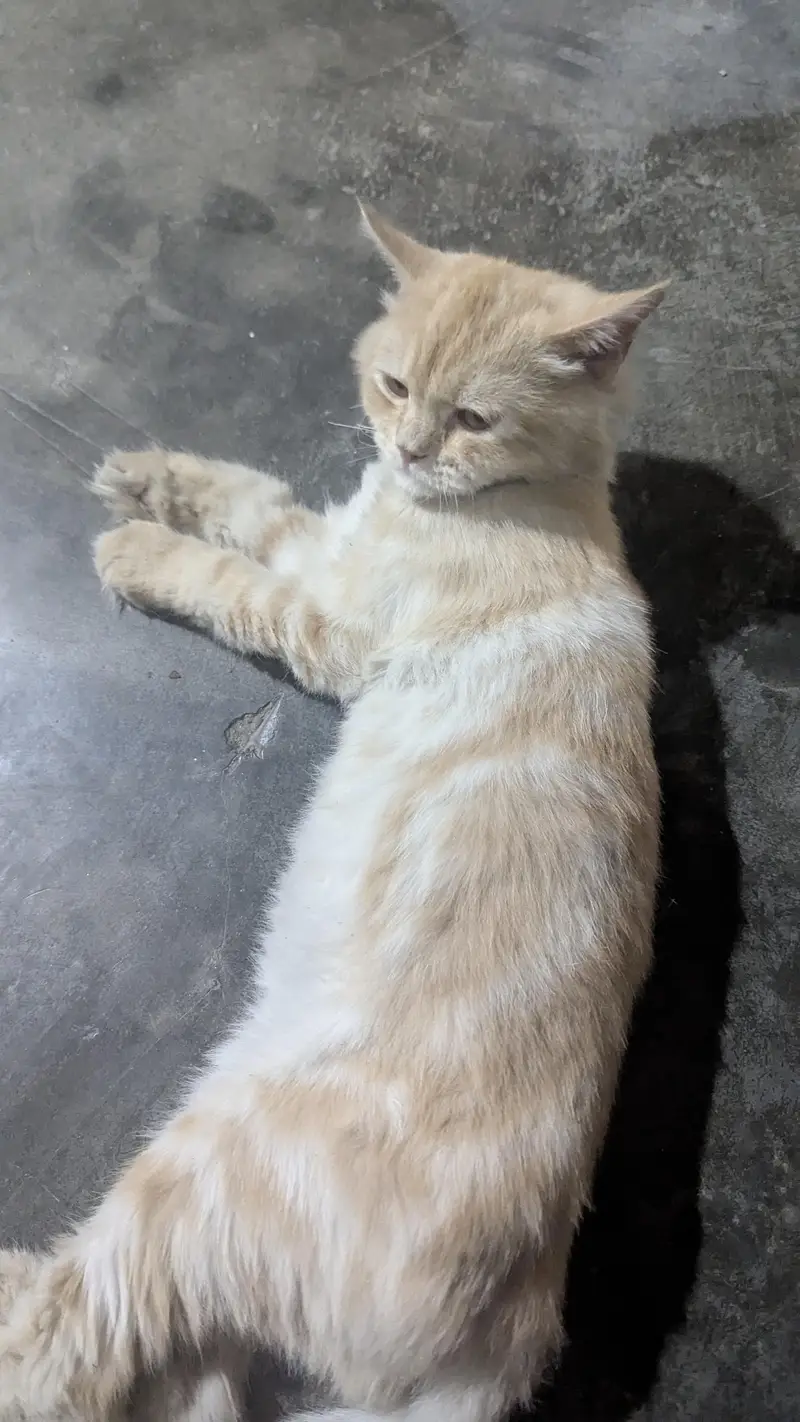 persian male cat — photo 2