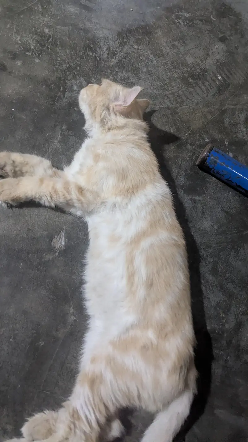 persian male cat — photo 3