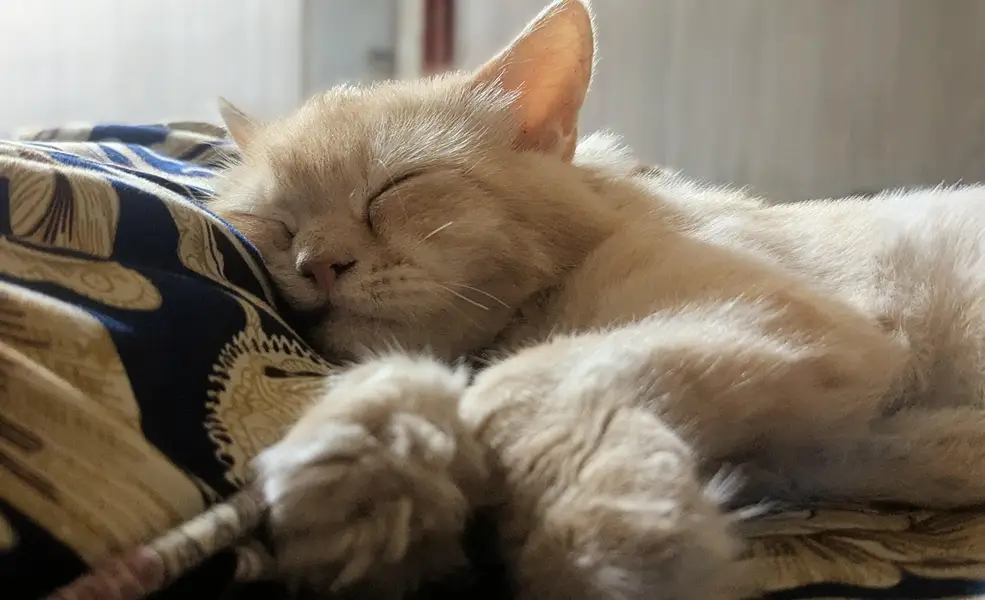 persian male cat — photo 4