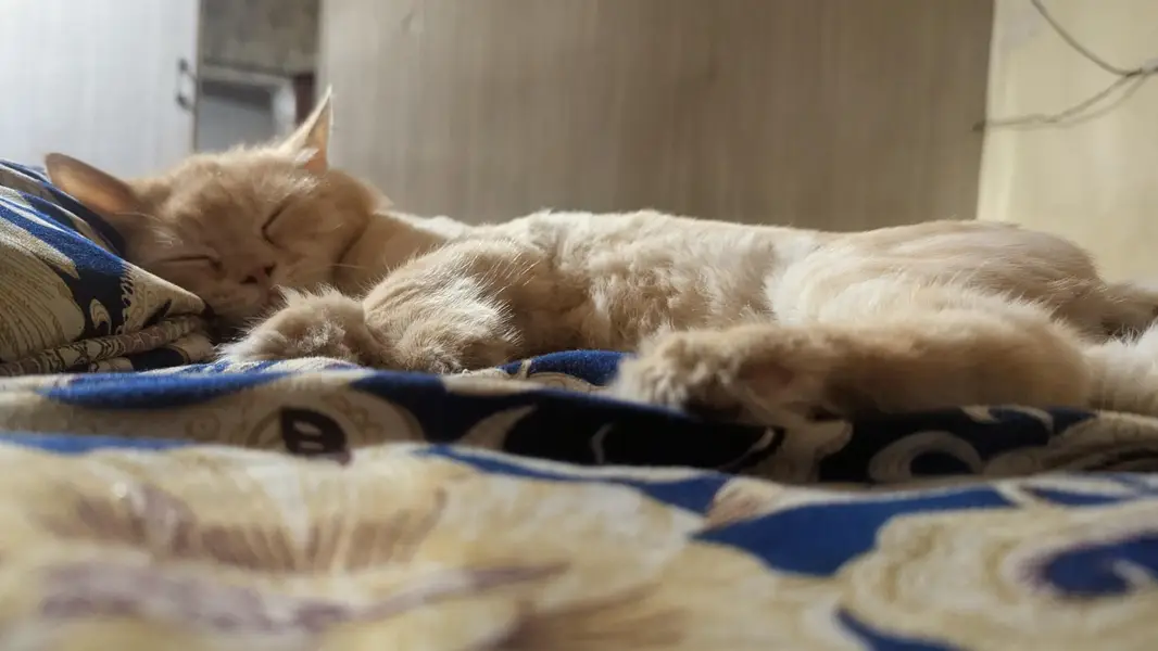 persian male cat — photo 6