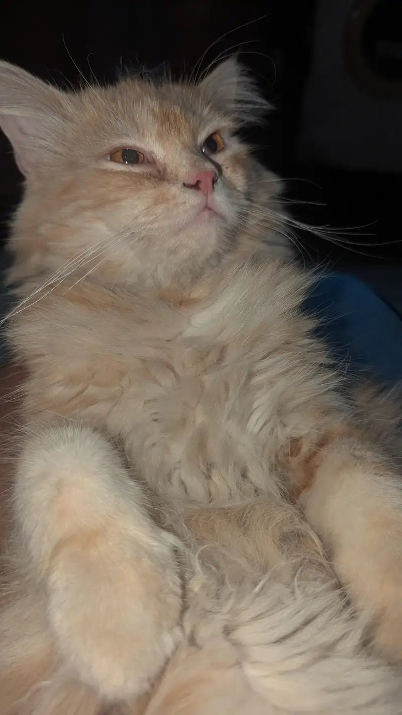 persian male cat — photo 7