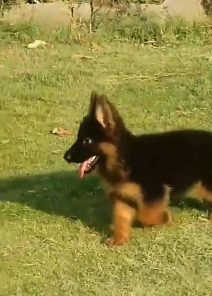 German Shepherd puppies long cot for sale my WhatsApp. 03317047936 — photo 3