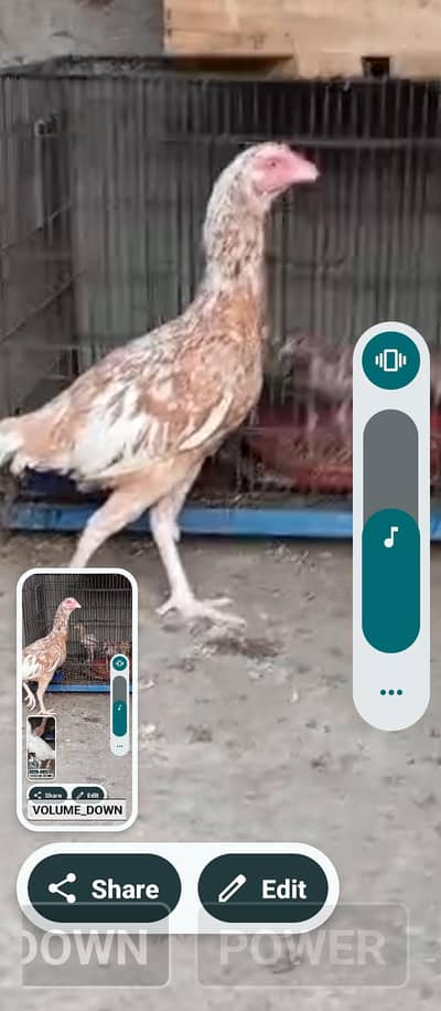 HEERAAAAA.   ASEELLL.     PAIR