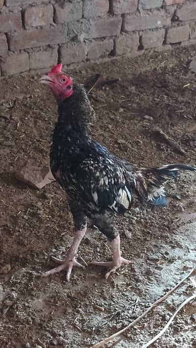 egg laing hens Desi & Aseel Poultry for Sale – Healthy & Egg Laying