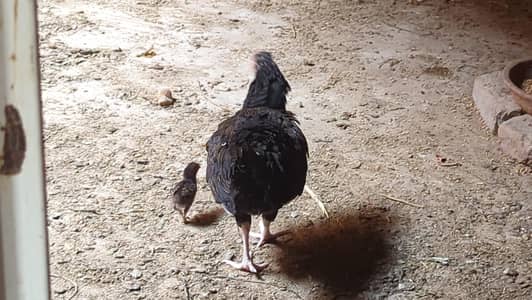 egg laing hens Desi & Aseel Poultry for Sale – Healthy & Egg Laying