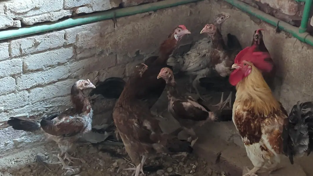 egg laing hens Desi & Aseel Poultry for Sale – Healthy & Egg Laying — photo 3