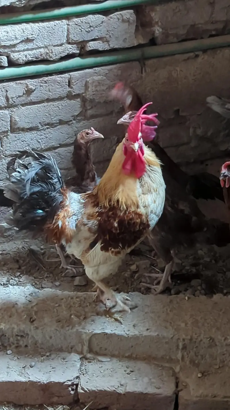 egg laing hens Desi & Aseel Poultry for Sale – Healthy & Egg Laying — photo 4