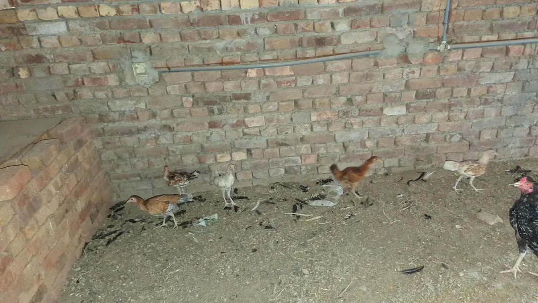egg laing hens Desi & Aseel Poultry for Sale – Healthy & Egg Laying — photo 5