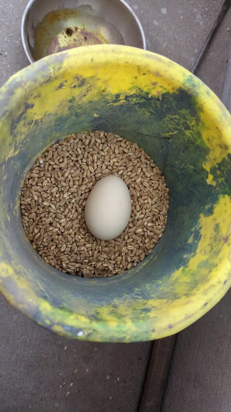 egg laing hens Desi & Aseel Poultry for Sale – Healthy & Egg Laying — photo 6