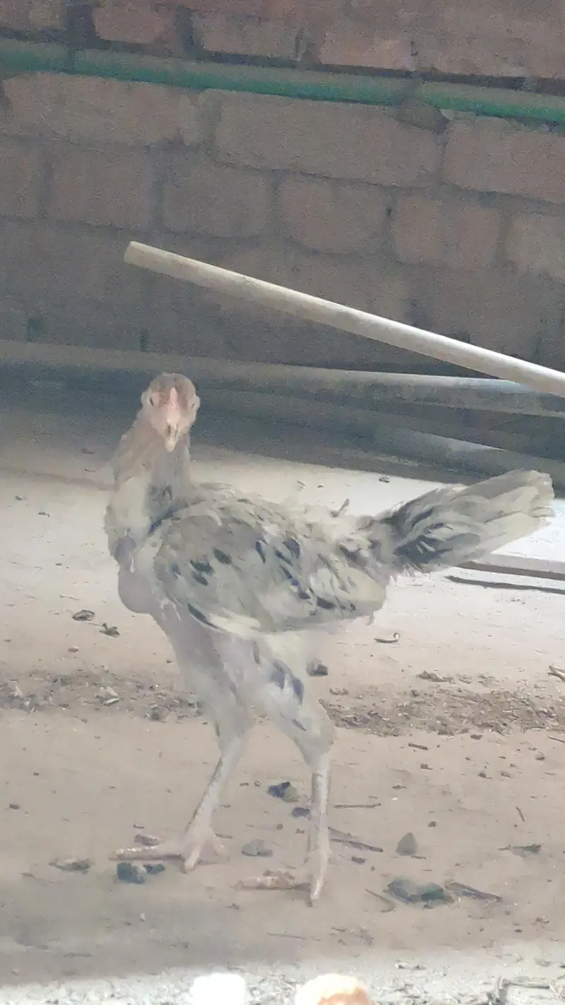 egg laing hens Desi & Aseel Poultry for Sale – Healthy & Egg Laying — photo 8