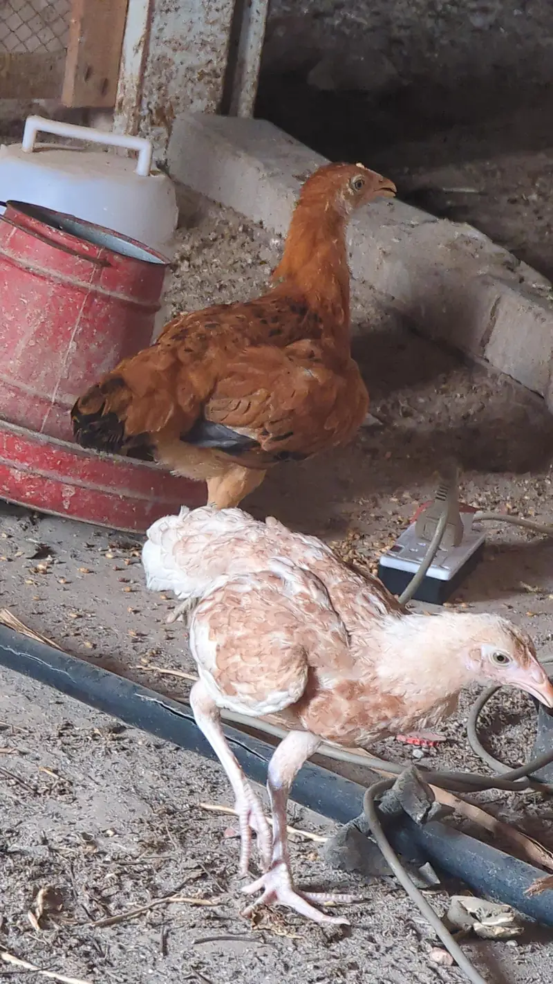egg laing hens Desi & Aseel Poultry for Sale – Healthy & Egg Laying — photo 9