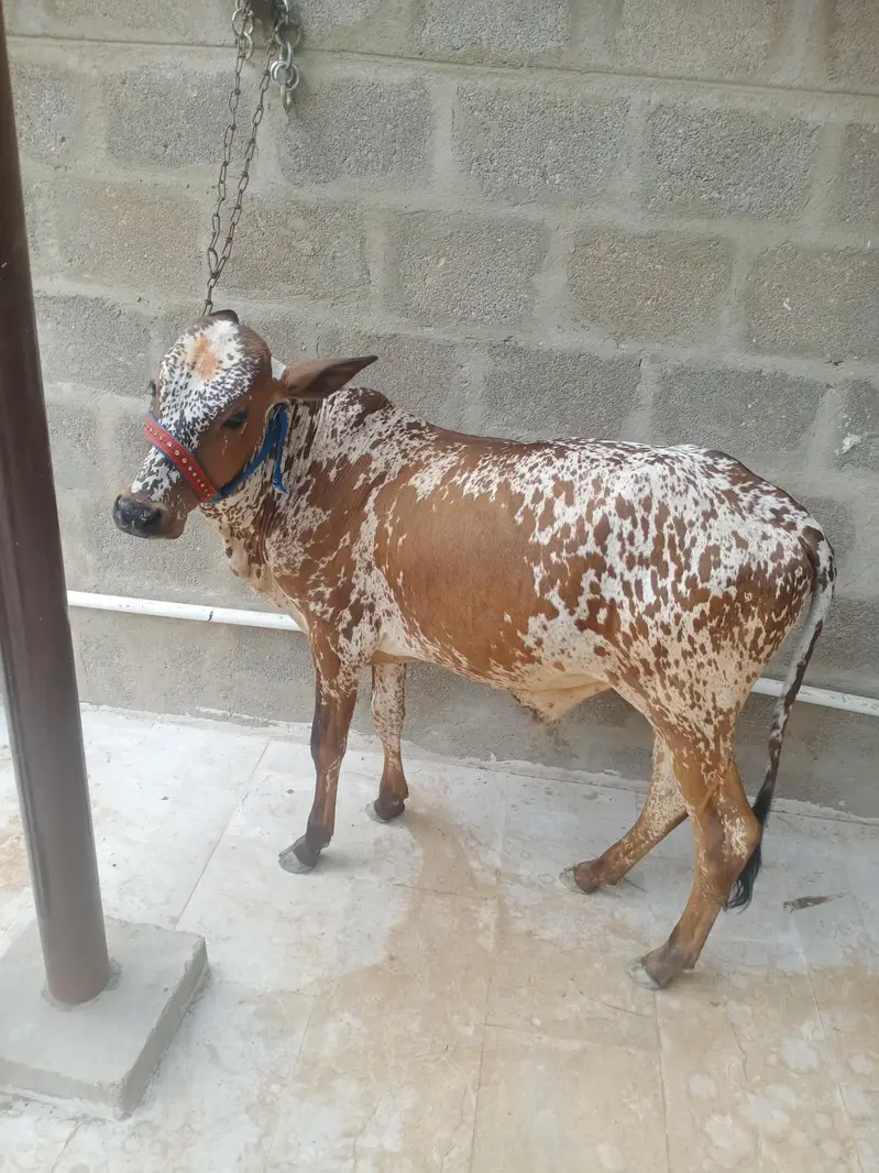 cholistani bachra — photo 2