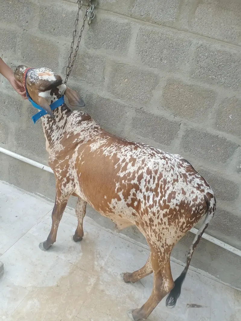 cholistani bachra — photo 4
