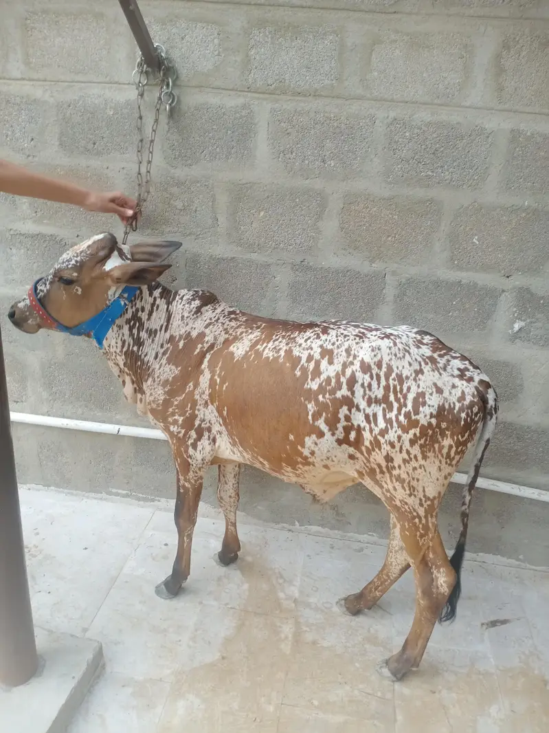 cholistani bachra — photo 5