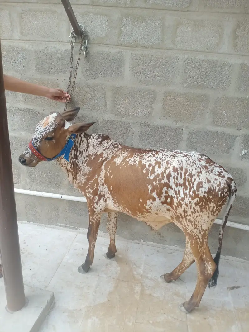 cholistani bachra — photo 6