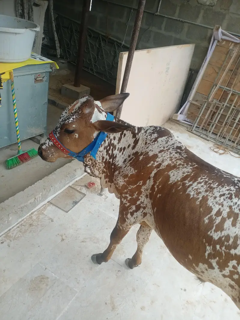 cholistani bachra — photo 7