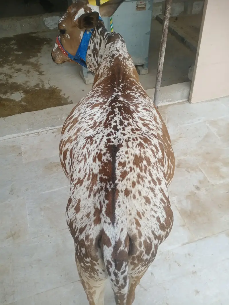 cholistani bachra — photo 8