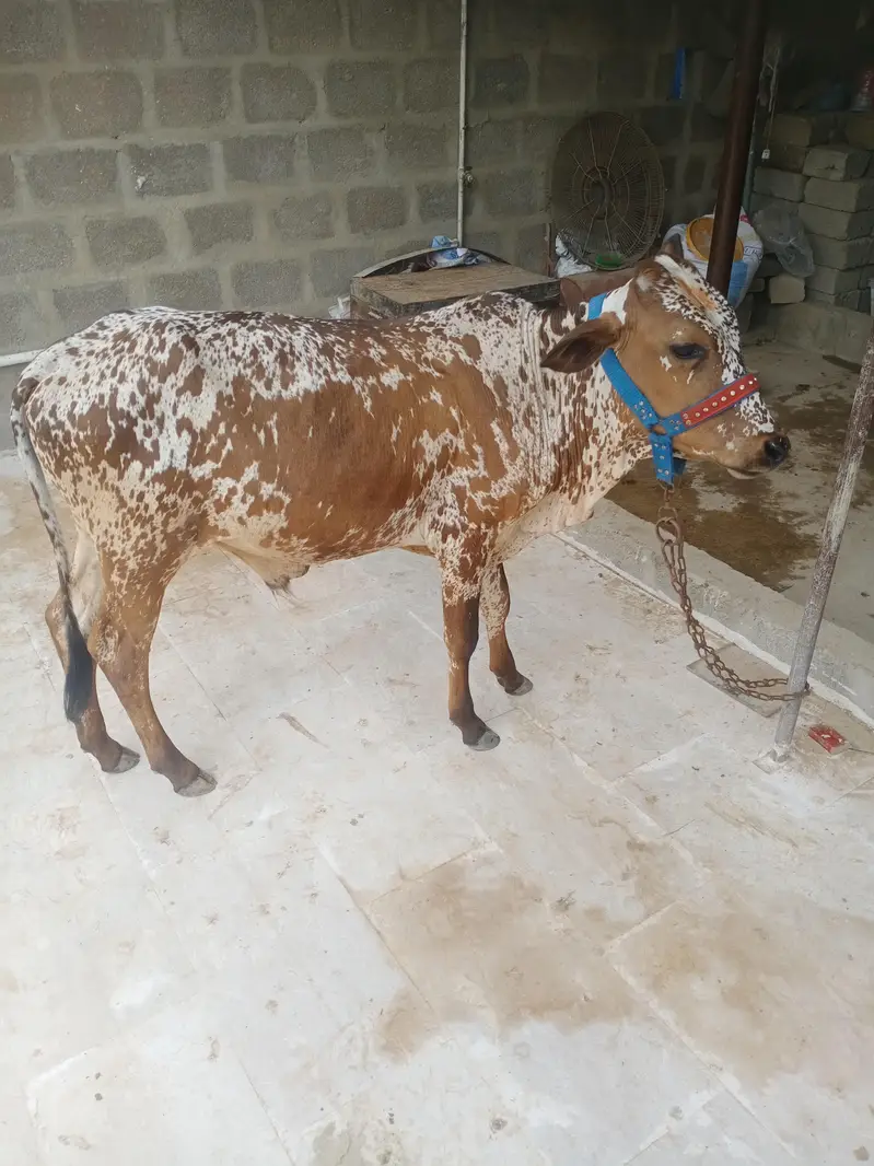 cholistani bachra — photo 9