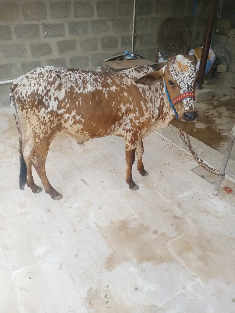 cholistani bachra — photo 10