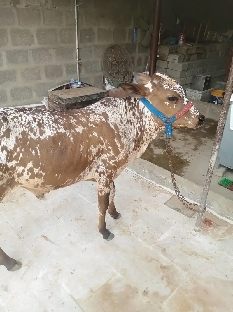 cholistani bachra — photo 11