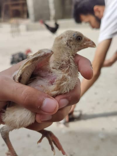 PURE ASSEL CHICKS . GOOD QUALITY ASEEL CHICKS