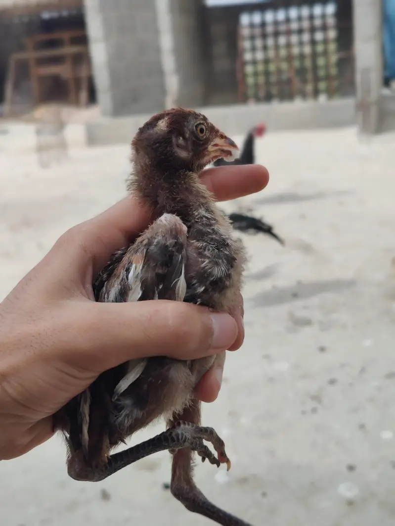 PURE ASSEL CHICKS . GOOD QUALITY ASEEL CHICKS — photo 2