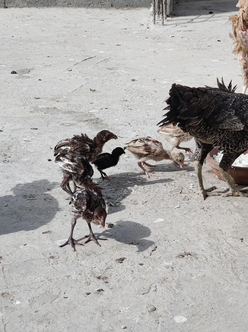PURE ASSEL CHICKS . GOOD QUALITY ASEEL CHICKS — photo 3