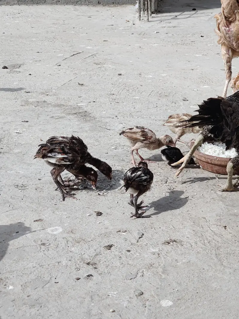 PURE ASSEL CHICKS . GOOD QUALITY ASEEL CHICKS — photo 4
