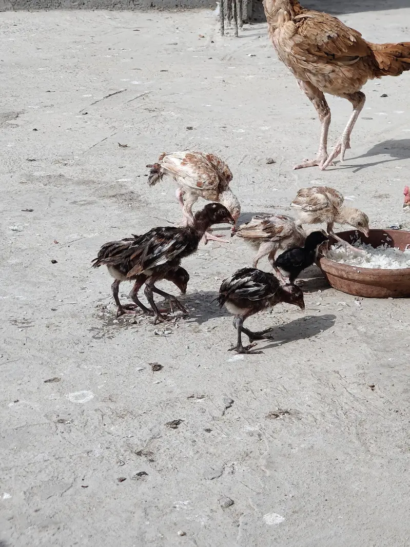PURE ASSEL CHICKS . GOOD QUALITY ASEEL CHICKS — photo 5