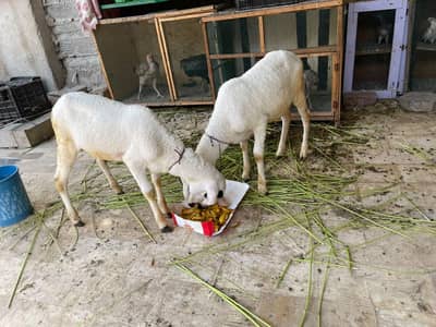 2 Dhumba for sale