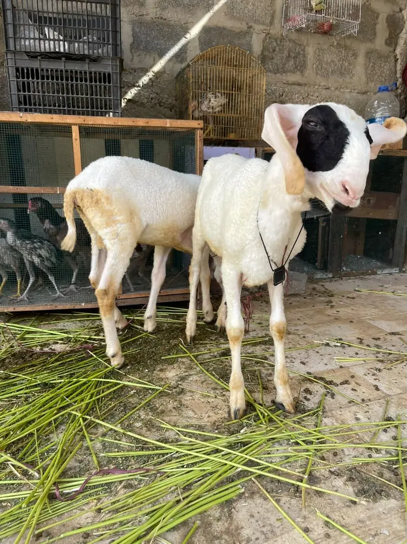 2 Dhumba for sale — photo 2