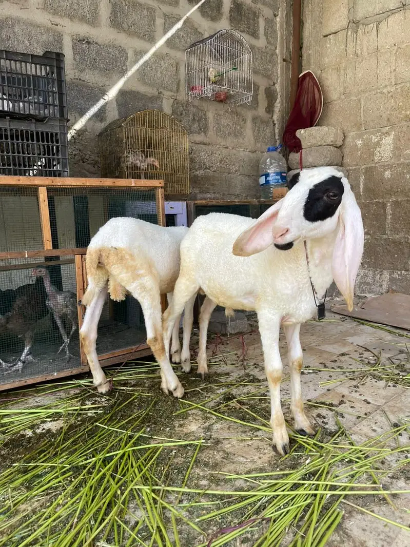2 Dhumba for sale — photo 3