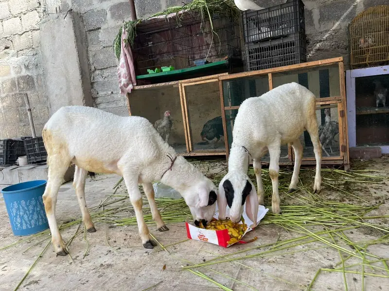 2 Dhumba for sale — photo 4
