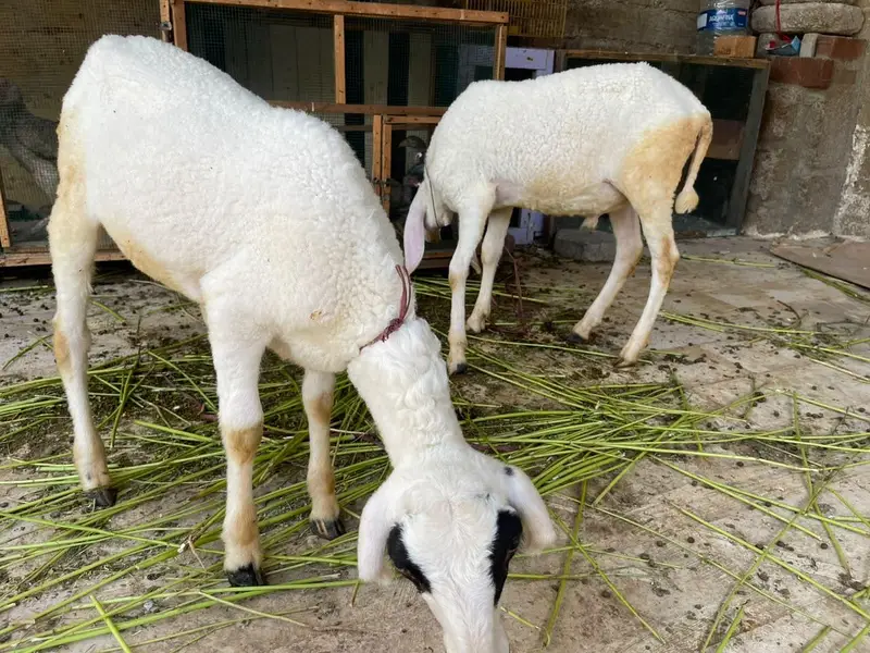 2 Dhumba for sale — photo 5