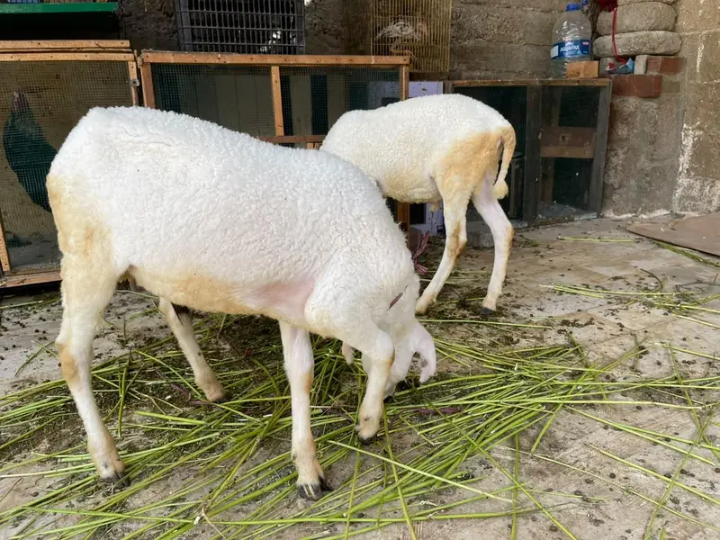 2 Dhumba for sale — photo 6