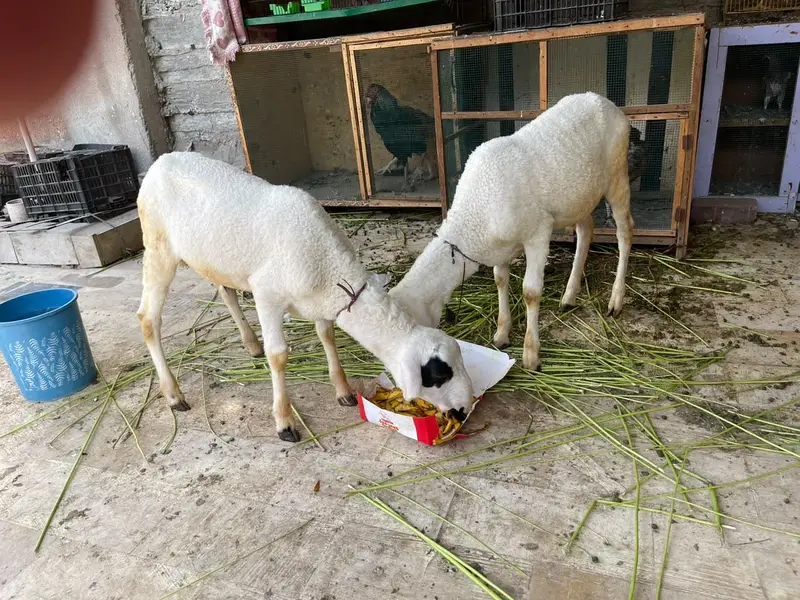 2 Dhumba for sale — photo 7