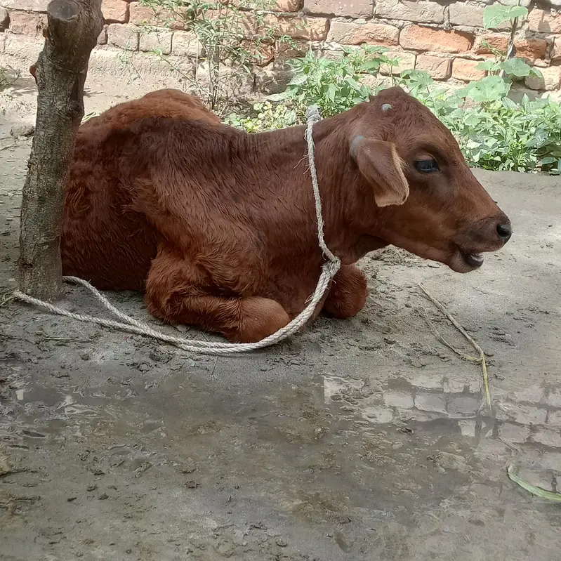 beautiful animal — photo 2