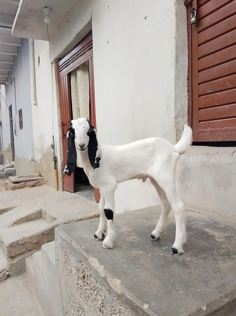 bakri Ka bacha ablak Bakra 1.5 say 2 month Ka bacha hai dhod pita